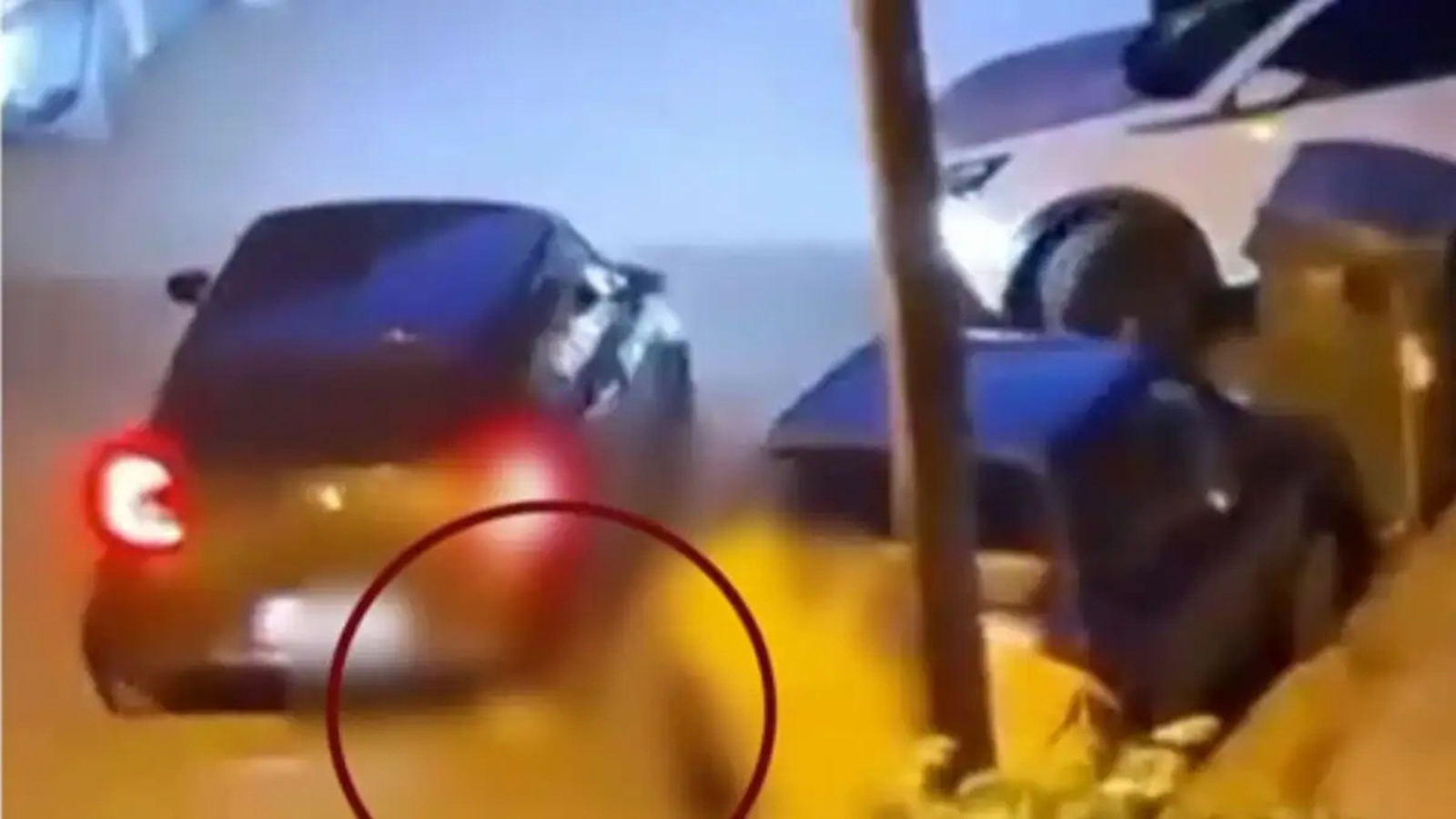 Θεσσαλονίκη: Πρόστιμο 50.000 € σε οδηγό που πάτησε και σκότωσε γατάκι